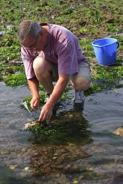  Shellfish gathering Ria d Etel, France. Fishing on foot at low tide. Copy... Stock Photos