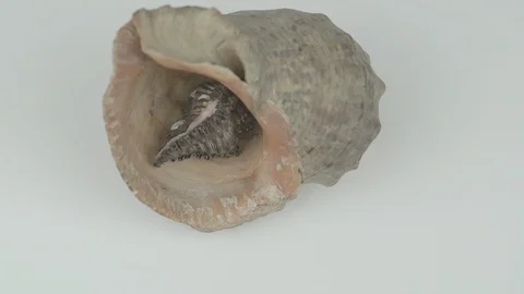Shellfish inside round conch of brown colour rotates closeup 스톡 동영상 126760233