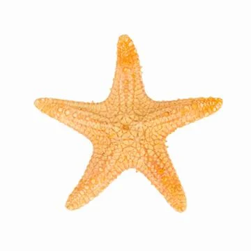 Shellfish on Isolated White Background Foto stock