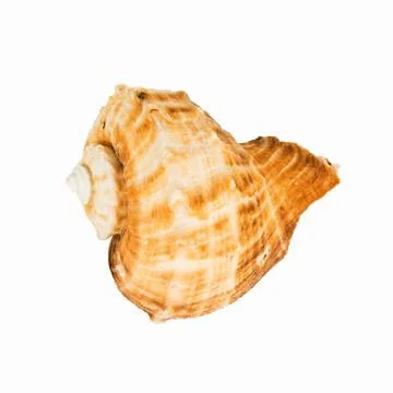 Shellfish on Isolated White Background Stock Photos