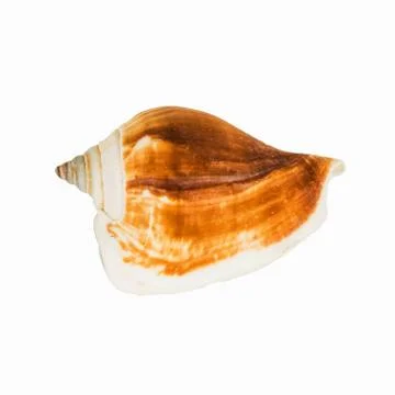 Shellfish on Isolated White Background Stock Photos