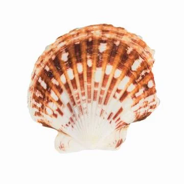 Shellfish on Isolated White Background Stock Photos