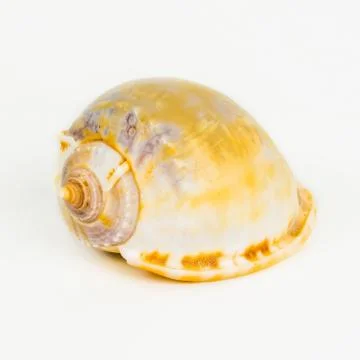 Shellfish on Isolated White Background Stock Photos