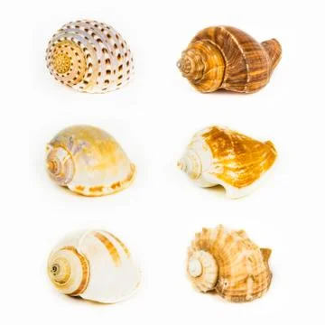 Shellfish on Isolated White Background Stock Photos