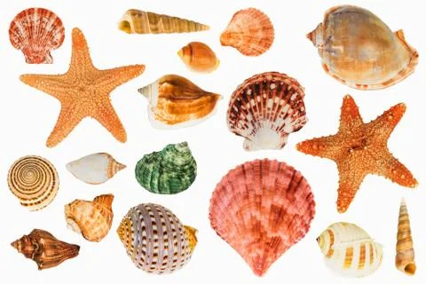 Shellfish on Isolated White Background Stock Photos