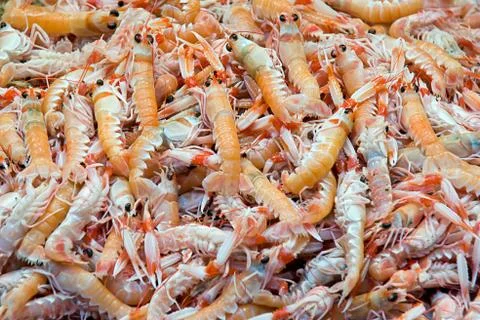 Shellfish in a market Stock Photos