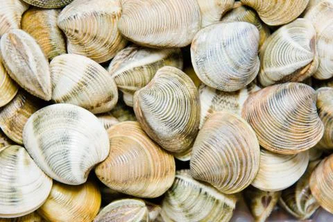 Shellfish in a market Stock Photos