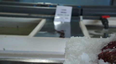 Shellfish - Mussels /Clams 스톡 동영상 32696036