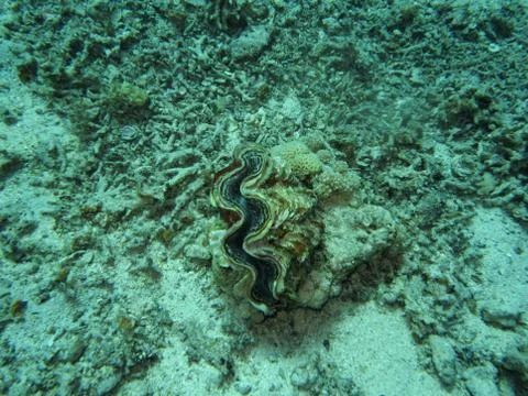 Shellfish Foto stock