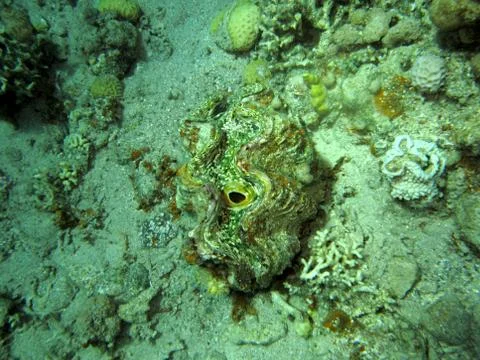 Shellfish Stock Photos