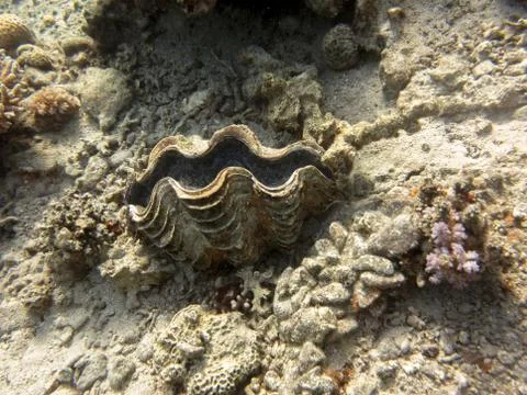 Shellfish Stock Photos