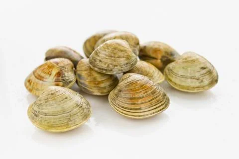 Shellfish Stock Photos