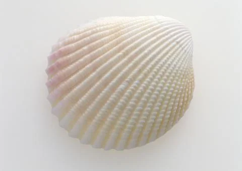 Shellfish Stock Photos