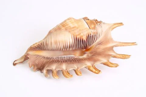 Shellfish Stock Photos