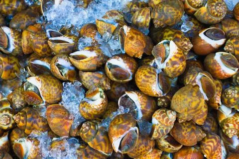Shellfish Stock Photos