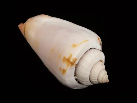 Shellfish Foto stock