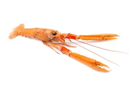 Shellfish Stock Photos