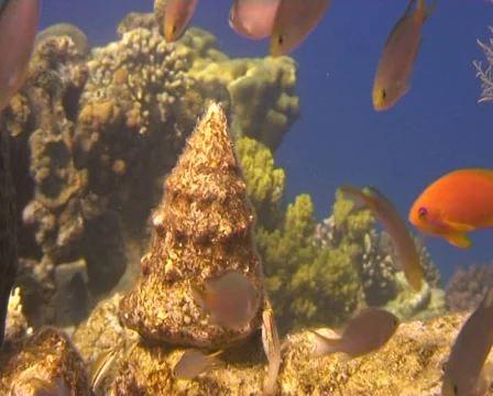 Shellfish red sea 1 Stock Footage 30070302