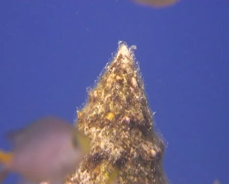 Shellfish red sea 2 動画素材 30070778