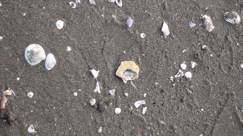 Shellfish on the sand of Tirang Beach, Semarang, Central Java Stock Footage 240908033