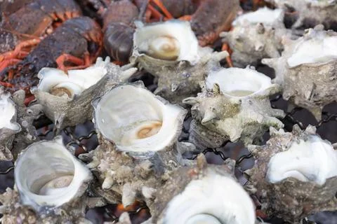 Shellfish Sazae or Sadae Grill ,Grill turban shells on a shichirin Stock Photos