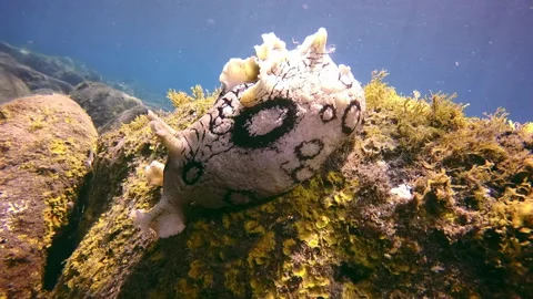 Shellfish sea slug underwater on bottom of volcanic origin in Atlantic ocean. Stock Footage 142737456