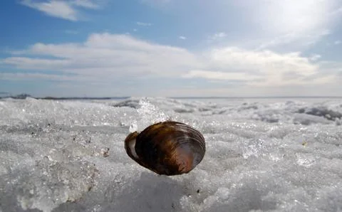 Shellfish shell on the ice sunny weather. Anodonta on the sea lake at winter Stock Photos
