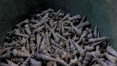 Shellfish, shells, rapana, mussels, fish market, seafood seller Stock Footage 107152860