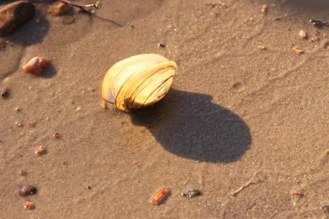Shellfish shlell on sand Stock Photos