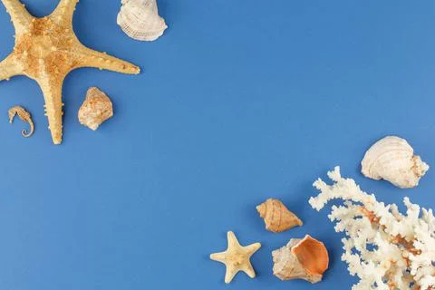 Shellfish, starfish and corals on blue background Stock-Fotos