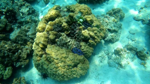Shellfish Stick on the Coral Undersea Stock Footage 106715797
