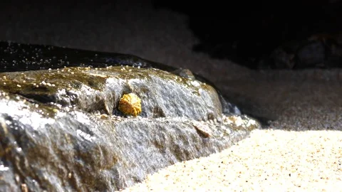 Shellfish on the stone coast Stock Footage 80025396