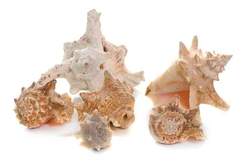 Shellfish in studio Stock Photos