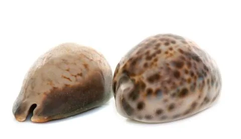 Shellfish in studio 写真素材