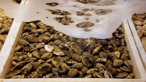 Shellfish tank clams front Video stock 79583371