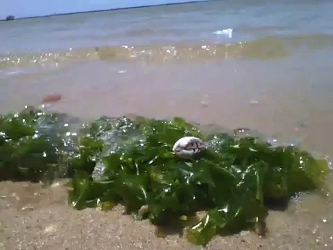 Shellfish on top of the seaweed, enjoy the sea and waves on a sunny day Stock Footage 162147290