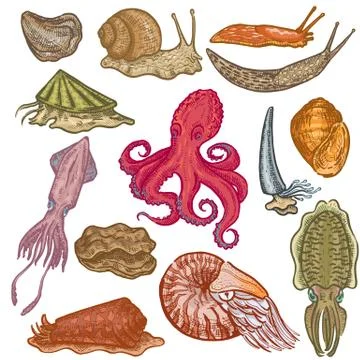 Shellfish vector marine animal octopus molluscs animalistic character octopi Stock Illustration