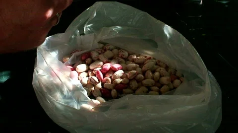 Shelling borlotti beans 1 Video stock 569338