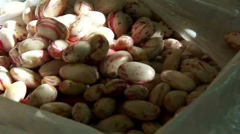 Shelling borlotti beans 3 Stock Footage 569348