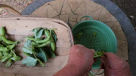 Shelling Broadbeans Video stock 145145401