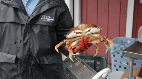 Shelling a crab Stock Footage 26202336