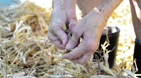 Shelling of dried beans Stock Footage 66690909