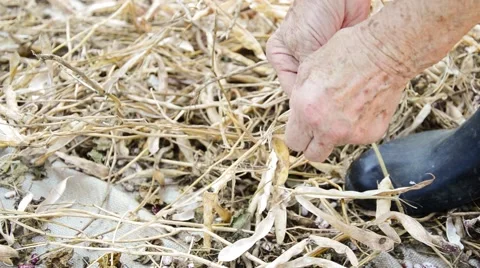 Shelling dried beans with hands Stock Footage 66690827