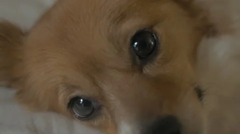 Shellion Dog Eyes Close Up 库存影片 65365346
