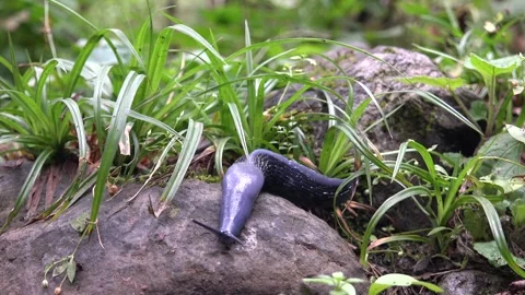 Shellless slug crawling across forest floor - Slow Movement and Natural Habitat Stock Footage 339435826