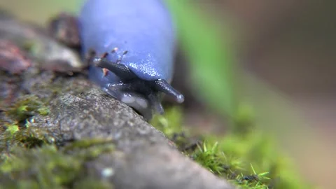 Shellless slug crawling across forest floor - Natural Habitat and Wild Creature Stock Footage 339435909