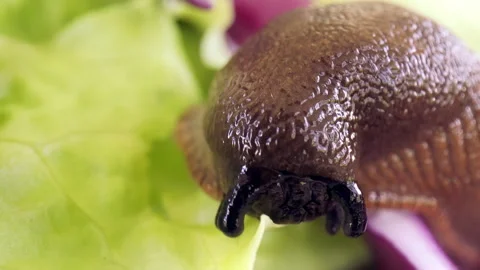 A shellless snail eats green lettuce leaves and moves around the lettuce. Stock Footage 256682411