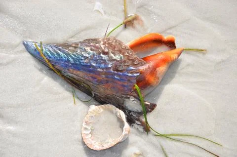 Shells 1 Stock Photos