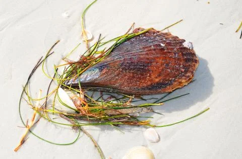 Shells 10 Stock Photos