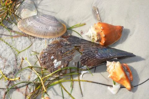 Shells 2 Stock Photos